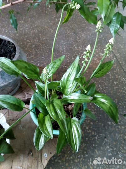 Эхеверия, фикус бегония,кислица, сингониум