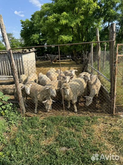 Продаются барашки