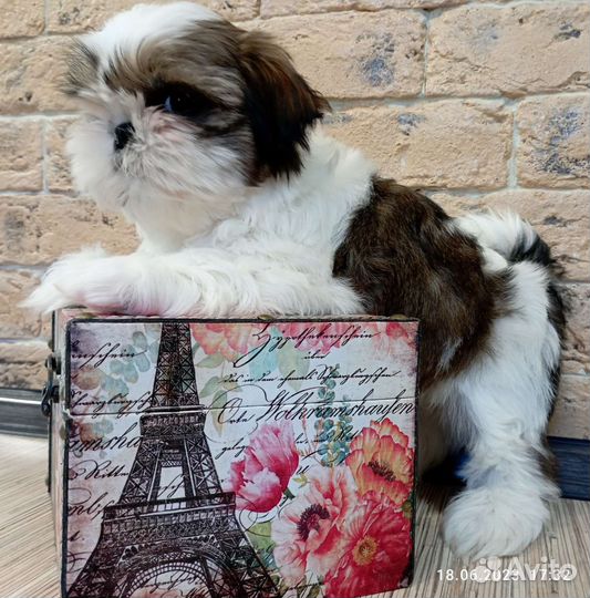 Элитные mini- ши - тцу с документами РКФ