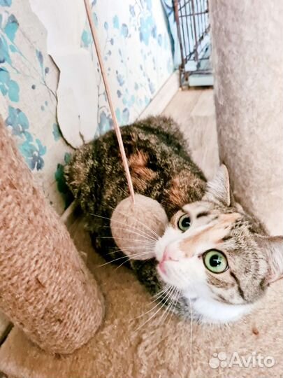 Кошка совершенство