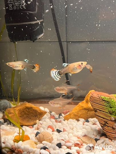 Аквариум с рыбками 20л