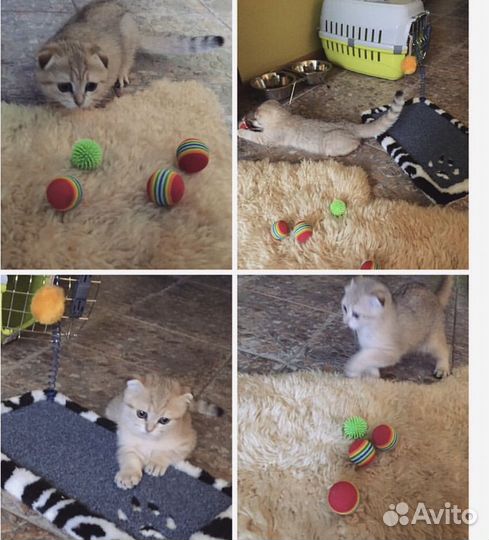 Шотландская вислоухая кошка