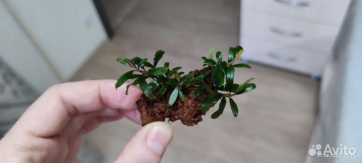 Буцефаландры на лаве