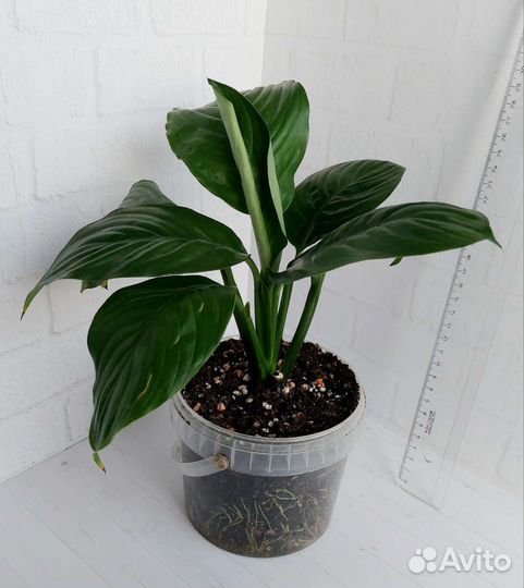 Спилт Милк,Мун Шадоу,Блэк Бьюти,Ангел бэби