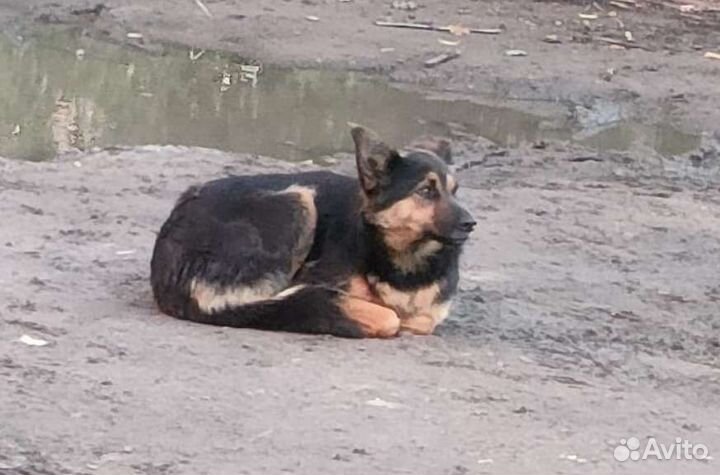 Собака в добрые руки