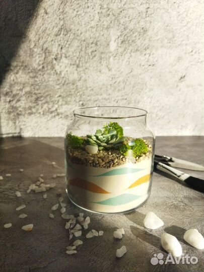 Флорариум баночка с эхеверией