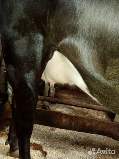 Телочка и нетель