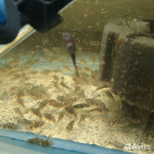 Аквариумные рыбки