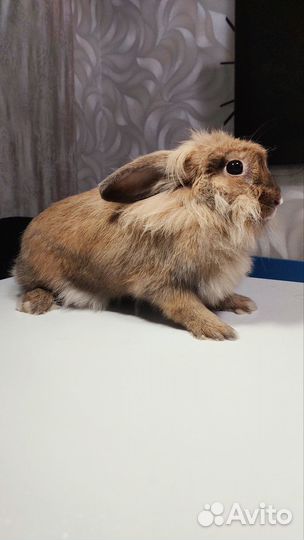 Декоративные кролики вязка