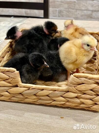 Голошейка, цыплята и ия