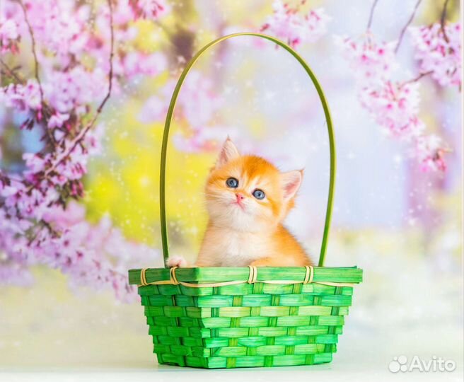 Золотая девочка