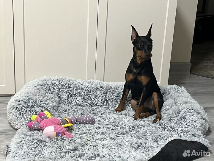 Цвергпинчер