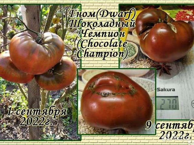 Томат Шоколадный чемпион (Chocolate Champion) купить в Новосибирске ...