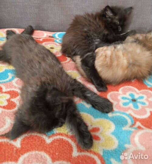 Котята в добрые руки бесплатно