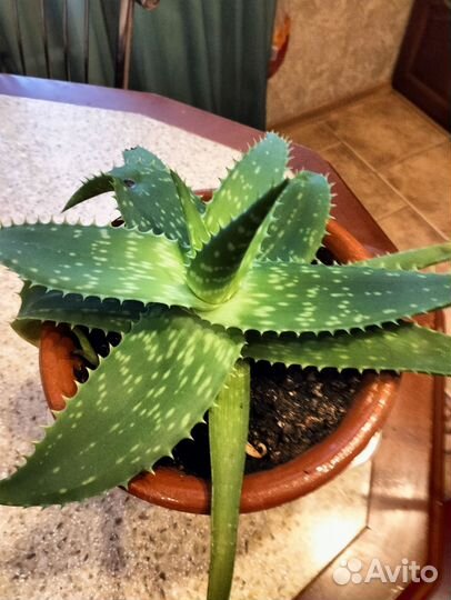 Алоэ столетник более 3-х лет