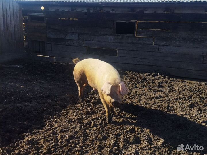 Кабан ландрас