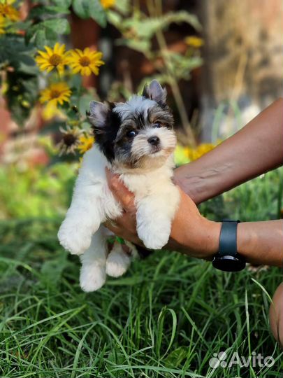 Бивер мини мальчик