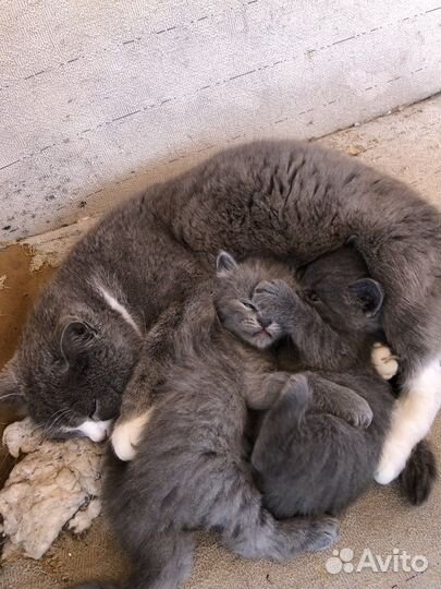 Котята в добрые руки