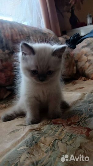 Британские котята