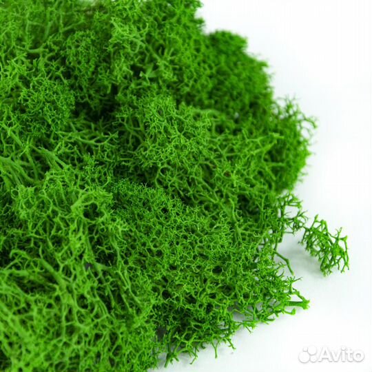 Стабилизированный мох ягель