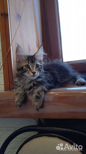 Котик Мейн-кун