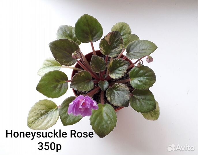 Фиалки-трейлеры укор. растения