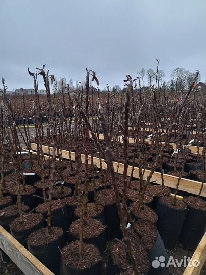 Саженцы лучших сортов яблок