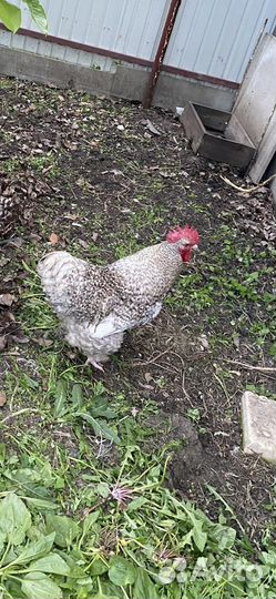 Куры петухи