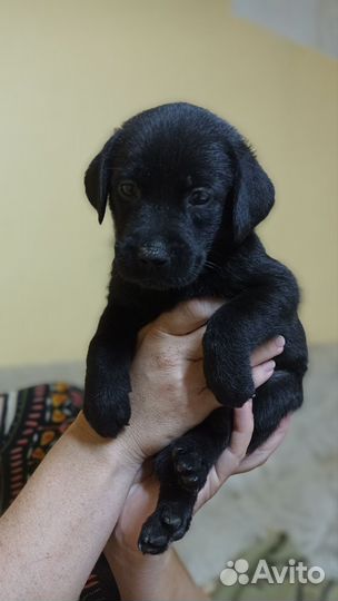 Щенки лабрадора