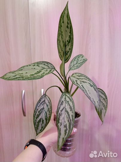 Аглаонемы тайские домашние