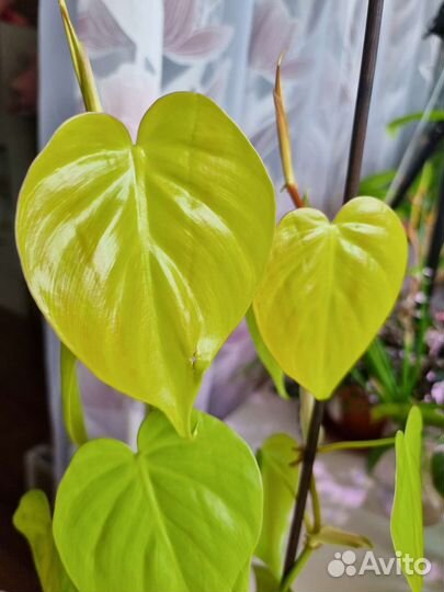 Филодендрон Лайм