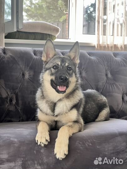Роскошный щенок овчарки в дар