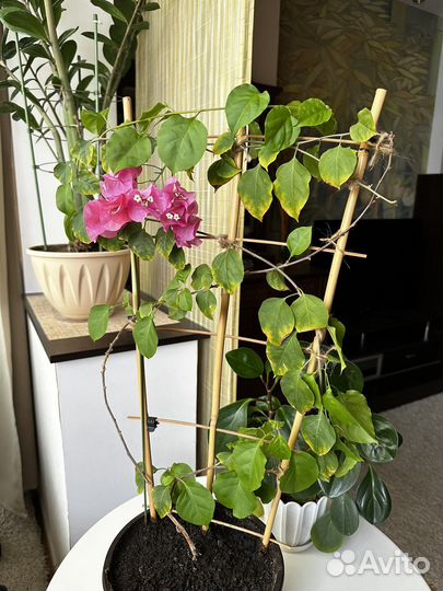 Бугенвиллия