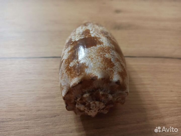 Морская раковина