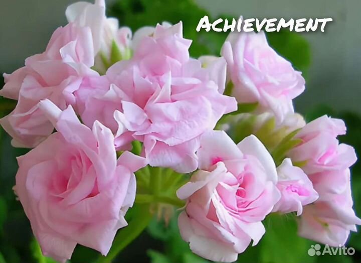 Пеларгонии сортовые часть 3