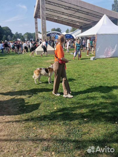 Выгульщик собак