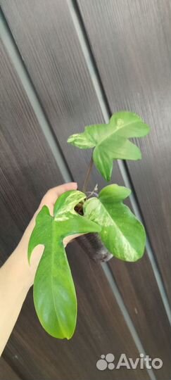 Филодендрон Маска вариегатная/Magic mask