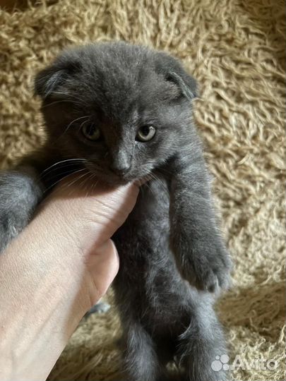 Котята в добрые руки даром