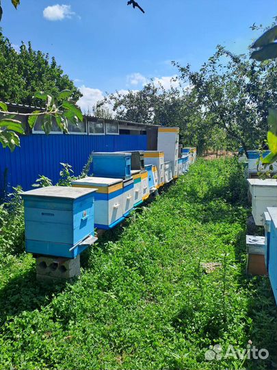 Пчелы, пчелосемьи, пасека