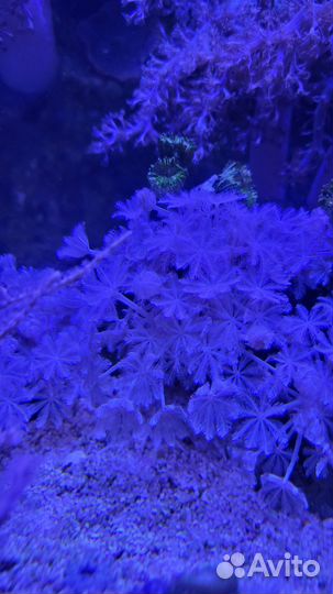 Морские кораллы, Ксения и капнелла