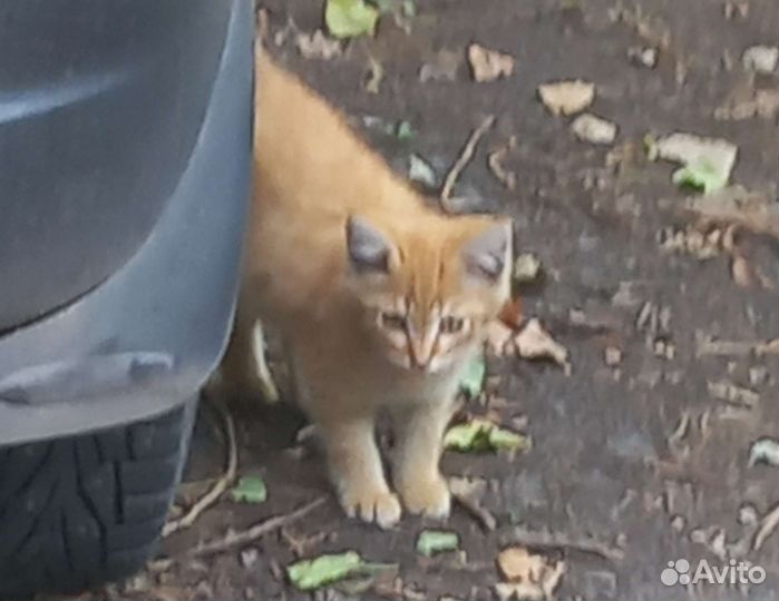 Котенок