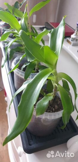 Растение Золотой ус