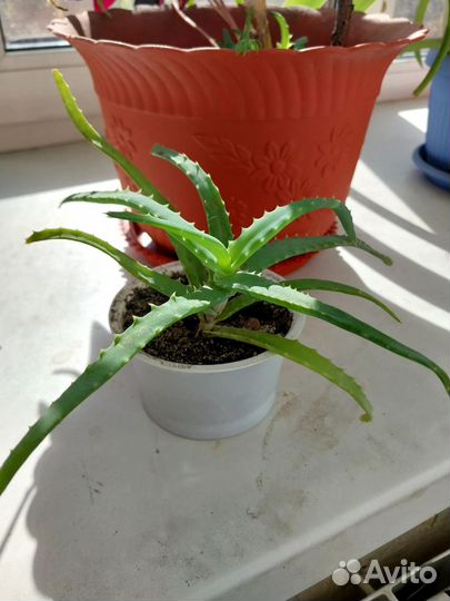 Комнатные цветы алоэ