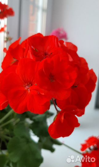 Герань пеларгония королевская