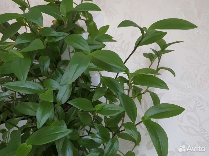 Традесканция черенок