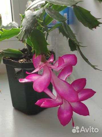 Декабристы