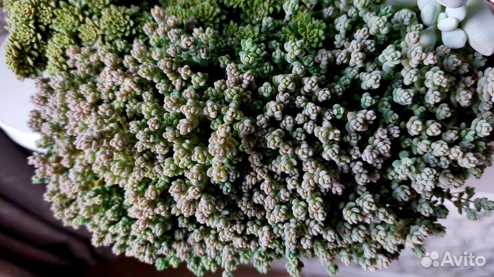 Суккуленты на срез