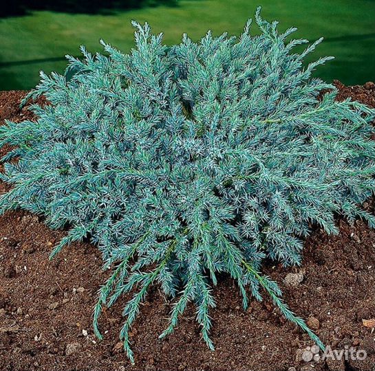 Можжевельник Блю Карпет из питомника с доставкой