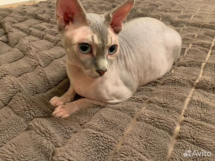 Вязка сфинкс