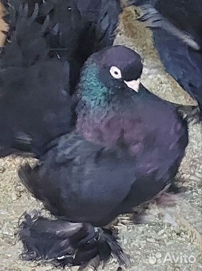 Голуби Ростовские, Ейские двухчубые , сибирские